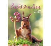Eichhörnchen Kalender 2027: Fotokalender zum Aufhängen. Mit süßen Eichhörnchen-Bildern und Zitaten für jeden Monat. Tierkalender mit Platz zum Eintragen. 30 x 39 cm