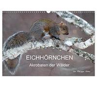 EICHHÖRNCHEN, Version française (Calendrier mural 2026 DIN A3 portrait), Calendrier CALVENDO mensuel
