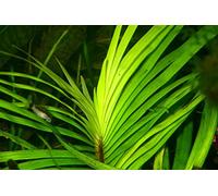 Eichhornia azurea - in-vitro - Live Plante pour Aquarium