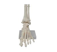 Eighosee Modèle D'Articulation Du Pied, Modèle D'Anatomie Humaine, Taille Réelle, Modèle D'Anatomie Du Pied, Modèle de Squelette Humain, Équipement Pédagogique
