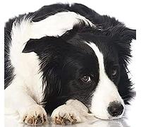 Eiialerm Kits de point de croix pour adultes Border collie DIY de broderie estampillés pour Kit,11CT debutant kits de au point de croix imprimés 40x50cm