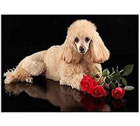 Eiialerm Kits de point de croix pour adultes Caniche petit animal de compagnie DIY de broderie estampillés pour Kit,11CT debutant kits de au point de croix imprimés 40x50cm