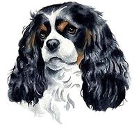 Eiialerm Kits de point de croix pour adultes cavalier roi Charles Spaniel DIY de broderie estampillés pour Kit,11CT debutant kits de au point de croix imprimés 40x50cm