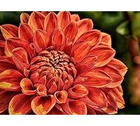 Eiialerm Kits de point de croix pour adultes Floral, Dahlia rouge DIY de broderie estampillés pour Kit,11CT debutant kits de au point de croix imprimés 40x50cm