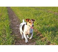 Eiialerm Point de croix kit complet kits chien jack russell terrier 11CT Toile Pré-imprimé DIY Adulte Kits Broderie Estampillés Pour Noel Décoration la Maison 40x50cm