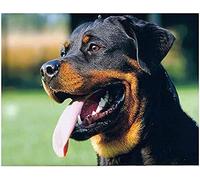 Eiialerm Point de croix kit complet kits chien rottweiler 11CT Toile Pré-imprimé DIY Adulte Kits Broderie Estampillés Pour Noel Décoration la Maison 40x50cm