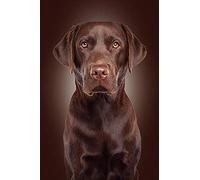 Eiialerm Point de croix kit complet kits chocolat labrador 11CT Toile Pré-imprimé DIY Adulte Kits Broderie Estampillés Pour Noel Décoration la Maison 40x50cm
