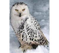 Eiialerm Point de croix kit complet kits chouette des neiges 11CT Toile Pré-imprimé DIY Adulte Kits Broderie Estampillés Pour Noel Décoration la Maison 40x50cm