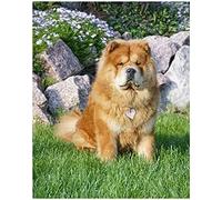Eiialerm Point de croix kit complet kits Chow Chow 11CT Toile Pré-imprimé DIY Adulte Kits Broderie Estampillés Pour Noel Décoration la Maison 40x50cm