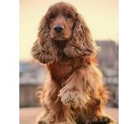 Eiialerm Point de croix kit complet kits Cocker Spaniel 11CT Toile Pré-imprimé DIY Adulte Kits Broderie Estampillés Pour Noel Décoration la Maison 40x50cm