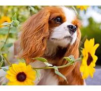 Eiialerm Point de croix kit complet kits Fleur Cavalier King Charles Spaniel 11CT Toile Pré-imprimé DIY Adulte Kits Broderie Estampillés Pour Noel Décoration la Maison 40x50cm