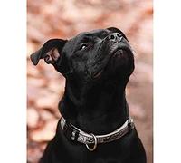 Eiialerm Point de croix kit complet kits Staffordshire Bull Terrier 11CT Toile Pré-imprimé DIY Adulte Kits Broderie Estampillés Pour Noel Décoration la Maison 40x50cm