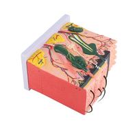 EIMSOAH Modèle D'anatomie de la Peau Humaine 50X, Structure de Peau 3D Agrandie pour L'enseignement de la Biologie, Fournitures de Laboratoire en PVC avec 25 Pièces étiquetées pour