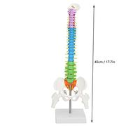 EIMSOAH Squelette Anatomique de Modèle de Colonne Vertébrale Humaine de 45 Cm avec Racines Nerveuses du Fémur du Bassin Artère Vertébrale pour L'enseignement des Expositions Croquis