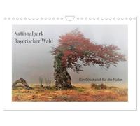 Ein Glücksfall für die Natur- Nationalpark Bayerischer Wald (Wandkalender 2026 DIN A4 quer), CALVENDO Monatskalender: Ältester Nationalpark Deutschlands mit dem Motto: Natur Natur sein lassen