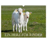 Ein Herz für Rinder (Wandkalender 2026 DIN A3 quer), CALVENDO Monatskalender: Rinder in artgerechter Haltung auf den Weiden auf 13 wundervollen Fotos