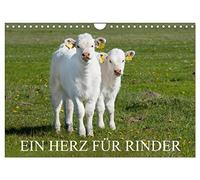 Ein Herz für Rinder (Wandkalender 2026 DIN A4 quer), CALVENDO Monatskalender: Rinder in artgerechter Haltung auf den Weiden auf 13 wundervollen Fotos