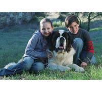 EIN HUND NAMENS BEETHOVEN- CHARLES GRODIN,BONNIE HUNT,DEAN JONES 8 DVD NEUF