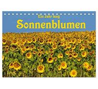 Ein Jahr lang Sonnenblumen (Tischkalender 2026 DIN A5 quer), CALVENDO Monatskalender: Frisch fröhliche Sonnenblumen im Bild festgehalten von der Fotografin Anke van Wyk.