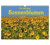 Ein Jahr lang Sonnenblumen (Wandkalender 2026 DIN A3 quer), CALVENDO Monatskalender: Frisch fröhliche Sonnenblumen im Bild festgehalten von der Fotografin Anke van Wyk.