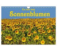 Ein Jahr lang Sonnenblumen (Wandkalender 2026 DIN A4 quer), CALVENDO Monatskalender: Frisch fröhliche Sonnenblumen im Bild festgehalten von der Fotografin Anke van Wyk.