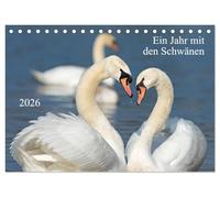 Ein Jahr mit den Schwänen (Tischkalender 2026 DIN A5 quer), CALVENDO Monatskalender: Mit faszinierenden Bildern vom Leben der Schwäne im lauf eines Jahres.