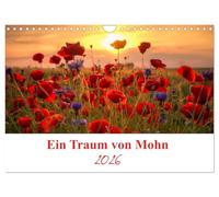 Ein Traum von Mohn (Wandkalender 2026 DIN A4 quer), CALVENDO Monatskalender: Die Mohnblumen sind eine immergrüne ein bis zweijährige Pflanze und die Blütezeit ist von Mai bis Juli.