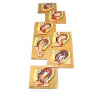 Eisco AM368AS - Modèle humain - 7 étapes - Développement fœtal - Pelvi