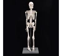 Ejoyous Squelette Humain Modèle 85cm, Outil D'Enseignement Anatomique en | Résine Spéciale, Membres Flexibles, Instruction D'anatomie Scolaire, Formation Médicale Universitaire, Socle et Tige de