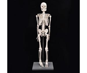 Ejoyous Squelette Humain Modèle 85cm, Outil D'Enseignement Anatomique en | Résine Spéciale, Membres Flexibles, Instruction D'anatomie Scolaire, Formation Médicale Universitaire, Socle et Tige de