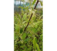 Elaeagnus multiflora/Goumi du Japon à baies rouges/Conteneur de 2 à 2.9 litres/Petit-fruit