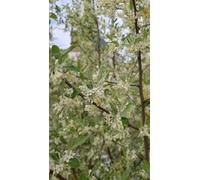 Elaeagnus umbellata (De bouture) / Chalef d'automne/Goumi du Japon/Conteneur de 1 à 1.9 litres/Fruitier