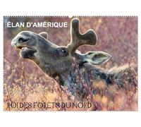ÉLAN D'AMÉRIQUE - ROI DES FORÊTS DU NORD (Calendrier mural 2027 DIN A2 vertical), CALVENDO calendrier mensuel: Comme un roi dans son royaume, ... et aucun autre animal ne viendra le déranger.