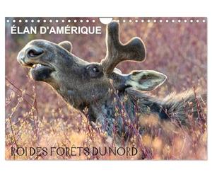 ÉLAN D'AMÉRIQUE - ROI DES FORÊTS DU NORD (Calendrier mural 2027 DIN A4 vertical), CALVENDO calendrier mensuel: Comme un roi dans son royaume, ... et aucun autre animal ne viendra le déranger.