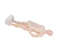 ELAYARD Modèle Acupuncture Humain Réaliste pour Formation et Démonstration Modèle de Corps Entier avec Points Acupression Précis pour Hôpitaux et Apprentissage des Méridiens