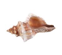 ELAYARD Natural Conch Planter for Succulents and Cacti Nautical Flower Pot for Home Office Garden Decor Breathable Root Friendly Coastal Vase Versatile Beach Themed Desktop Ornament