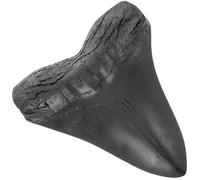 ELAYARD Réplique Dents Mégalodon Décoration Préhistorique Unique pour Maison Bureau Ornamental Educatif Portable