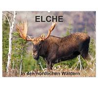 ELCHE In den nördlichen Wäldern (Wandkalender 2026 DIN A2 quer), CALVENDO Monatskalender: Begleiten wir den Elch in den nördlichen Wäldern von Quebec. ... 13 tolle Fotos von diesen stillen Riesen.