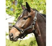 Eldorado Support Nylon Lea - Noir Poney