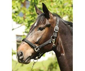 Eldorado Support Nylon Lea - Noir Poney