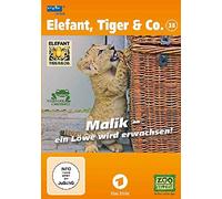 Elefant, Tiger & Co. - Teil 38: Malik - ein Löwe wird erwachsen!