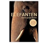 ELEFANTEN - Asiens graue Riesen (Wandkalender 2026 DIN A2 hoch), CALVENDO Monatskalender: Sanfte Dickhäuter im Focus