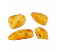 ELEGAMBER Ambre Naturel de la Baltique avec Insectes - 4 Ensembles Véritables spécimens fossiles d'insectes dans l'ambre - Idéal pour la Collection et l'éducation Scientifique.