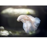 Élégant Puzzle en Bois de 7 000 pièces représentant Un Poisson Betta : Un Jeu Familial Stimulant dès 14 Ans.