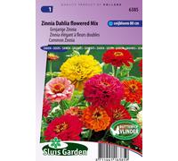 Élégant zinnia à fleurs doubles Dahlia flowered Mix - Graines de fleurs annuelles - Environ 1 g | SG6385