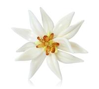 Élégante broche en forme de fleur d'edelweiss avec artisanat émaillé léger pour un usage quotidien Cadeau Broche Edelweiss inspirée du pays