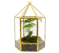 ElegantLife Terrarium géométrique en Verre pour Plantes Grasses et Plantes aériennes (Plante Non Incluse)