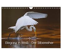 Eleganz in Weiß - Der Silberreiher (Wandkalender 2026 DIN A4 quer), CALVENDO Monatskalender: Faszinierende Momentaufnahmen eines eleganten Fischjägers