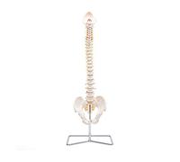 Elementary Anatomy Modèle de Colonne - Colonne Vertébrale Flexible Grandeur Nature | Bassin & Os Occipital | Hernie Discale L3-L4 | Nerfs Spinaux & Artère Cervicale | PVC