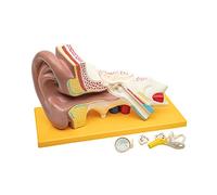 Elementary Anatomy Modèle d'Oreille - Oreille Humaine Agrandie 3x, 4 Pièces | Oreille Externe, Moyenne & Interne | Osselets, Labyrinthe & Cochlée Amovibles | Peint à la Main